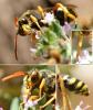 Nomada sexfasciata